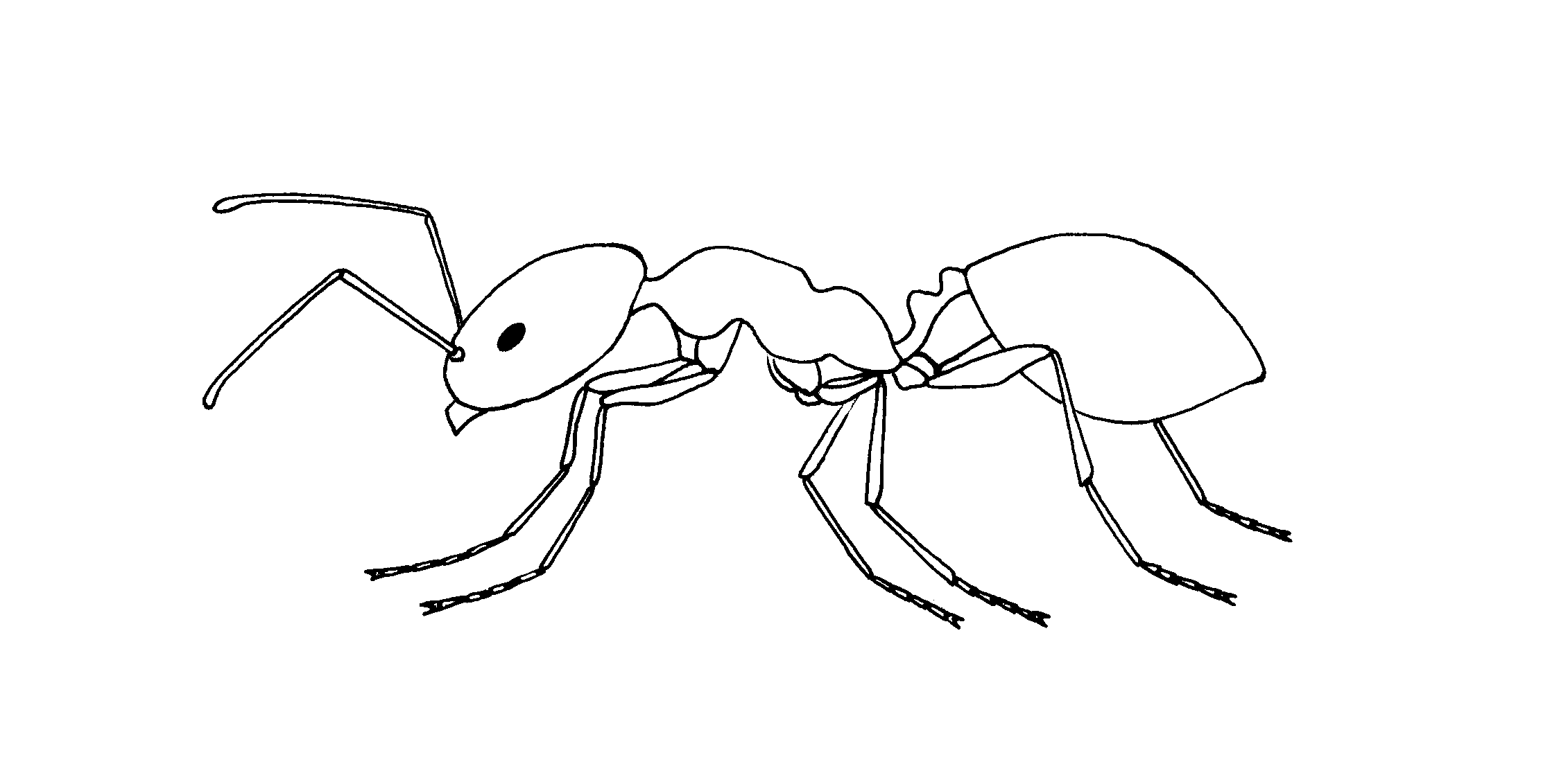 Ant Line Drawing at Explore collection of Ant Line