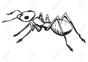 300x210 ant line drawing ant line art - Ant Line Drawing