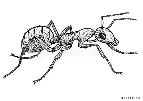 500x354 Ant Illustration, Drawing, Engraving, Ink, Line Art, Vector - Ant Line Drawing