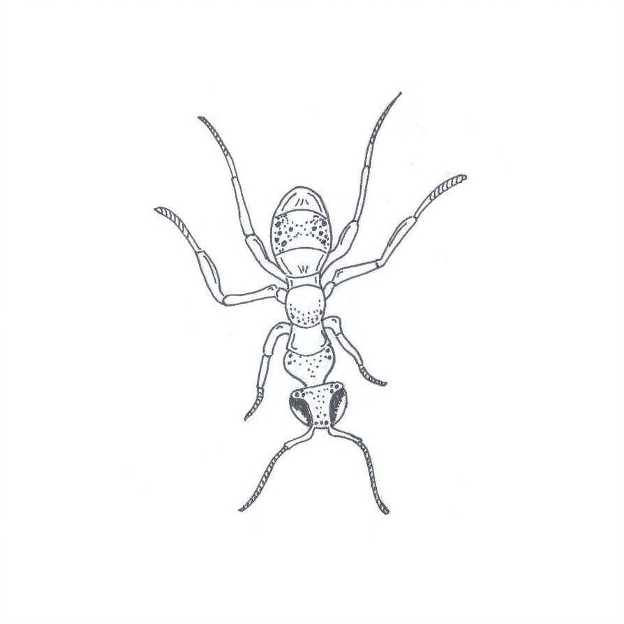 894x894 Ant Line Drawing - Ant Line Drawing