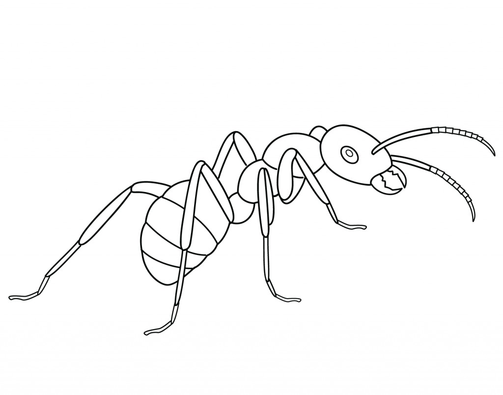 Ant Line Drawing at Explore collection of Ant Line