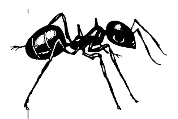 602x405 Ants Line Drawing - Ant Line Drawing