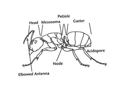 400x303 carpenter ants - Ant Line Drawing
