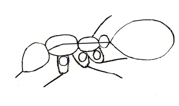 350x208 How To Draw An Ant - Ant Line Drawing