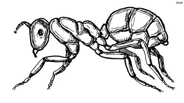 600x338 ant, sketch of fire ant coloring - Ant Line Drawing