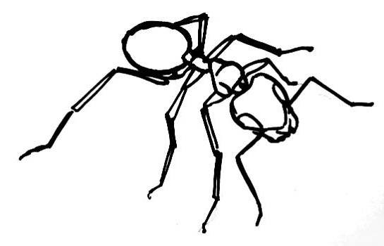 545x350 How To Draw An Ant - Ant Line Drawing