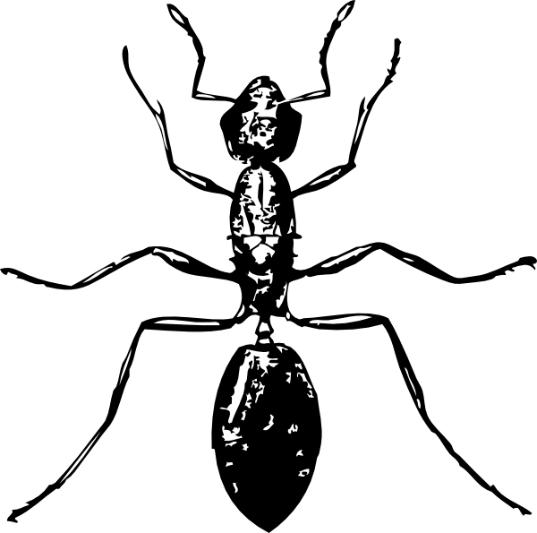 600x595 ant clip art - Ant Line Drawing