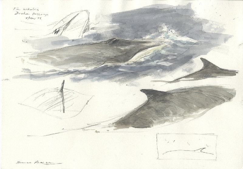 800x559 Antarctica And Southern Ocean - Antarctica Drawing