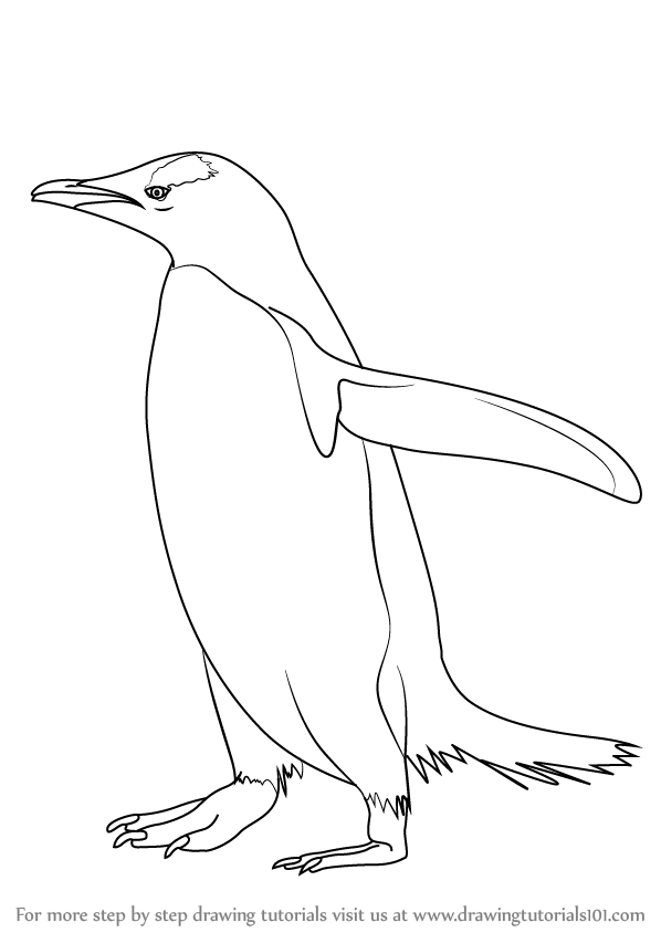 598x844 Learn How To Draw A Gentoo Penguin - Antarctica Drawing