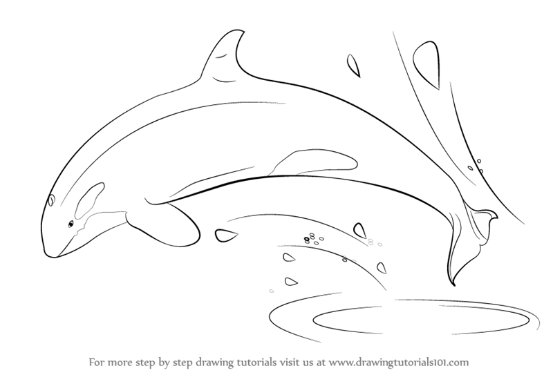 800x546 Learn How To Draw A Killer Whale - Antarctica Drawing