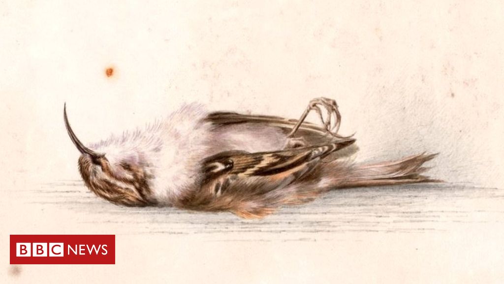 1024x576 painting from scott expedition discovered in antarctica - Antarctica Drawing