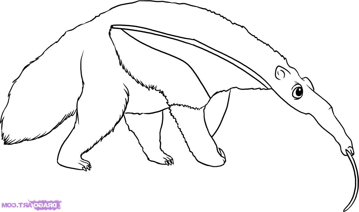 1159x684 Easy To Draw Rainforest Animals How To Draw An Anteater - Anteater Drawing