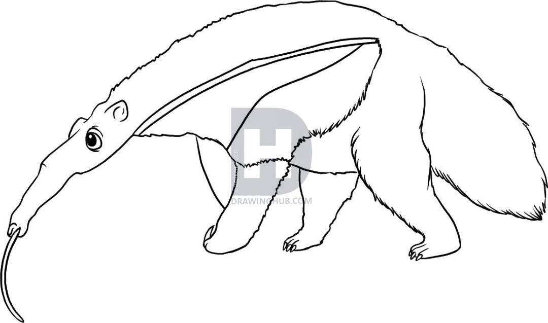 1080x637 How To Draw An Anteater, Step - Anteater Drawing