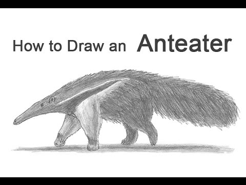 480x360 How To Draw A Giant Anteater - Anteater Drawing