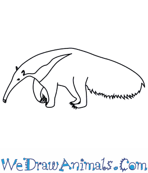 300x350 How To Draw A Giant Anteater - Anteater Drawing