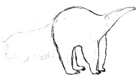 450x257 How To Draw An Anteater - Anteater Drawing