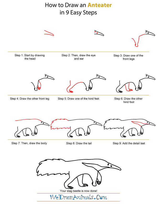 600x776 How To Draw An Anteater - Anteater Drawing