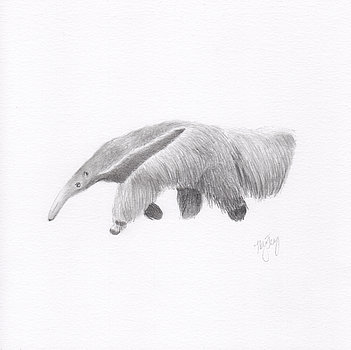 Anteater Drawing at PaintingValley.com | Explore collection of Anteater ...