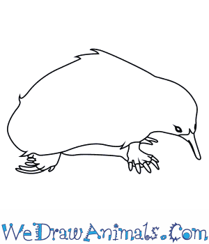 300x350 how to draw an australian spiny anteater - Anteater Drawing