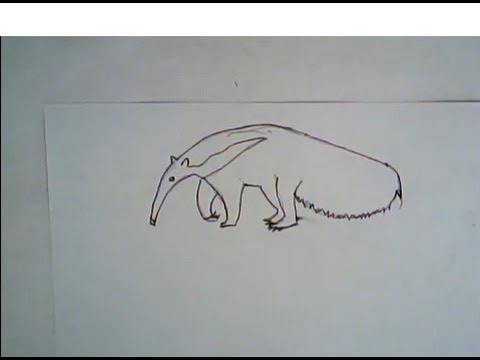 480x360 How To Draw A Giant Anteater - Anteater Drawing