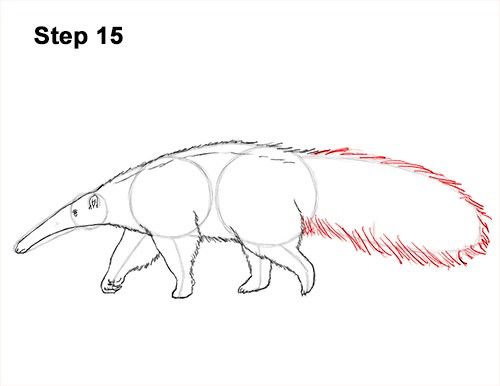 500x386 How To Draw An Anteater - Anteater Drawing