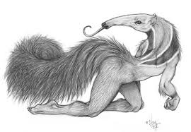 270x187 just finished drawing this picture of peter the anteater, what do - Anteater Drawing