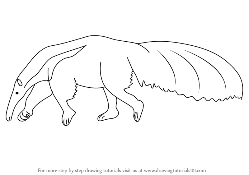 800x563 Learn How To Draw A Anteater - Anteater Drawing