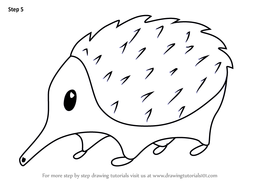 846x600 learn how to draw a cartoon spiny anteater - Anteater Drawing