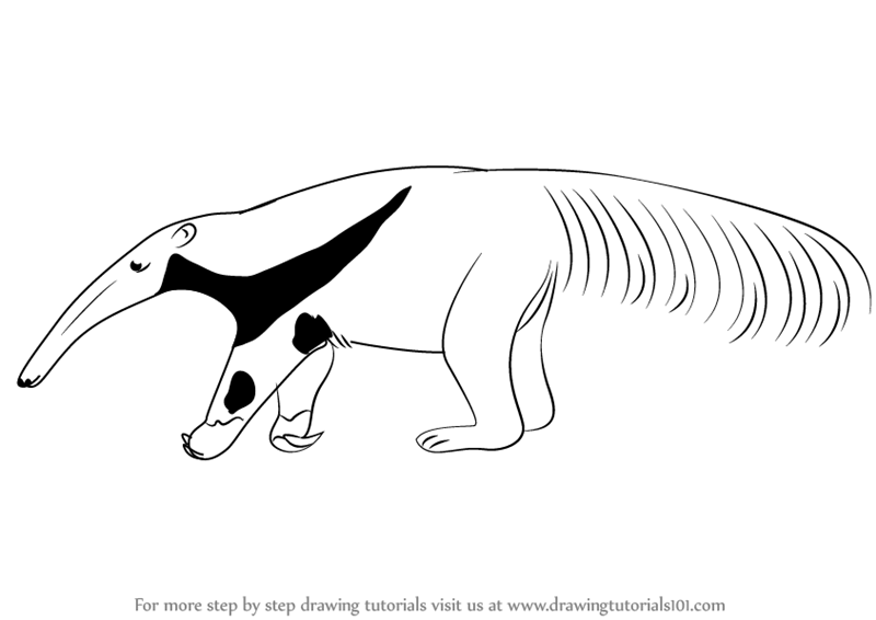 800x566 Learn How To Draw A Giant Anteater - Anteater Drawing