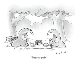 300x236 anteater drawings pixels - Anteater Drawing