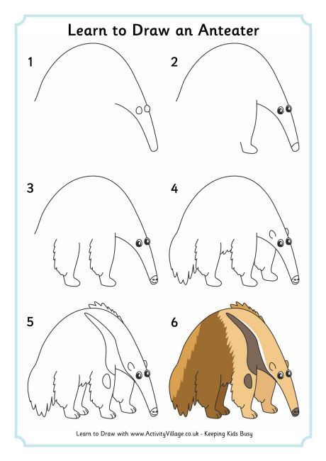 460x650 Learn To Draw An Anteater Drawing - Anteater Drawing