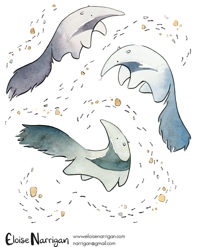 684x850 what anteaters eat - Anteater Drawing