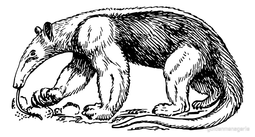 1000x537 Anteater Vintage Drawing - Anteater Drawing