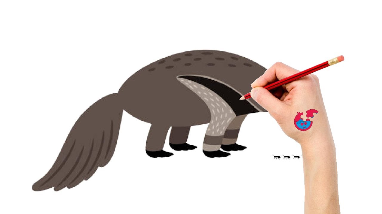 1280x720 Anteater Drawing - Anteater Drawing
