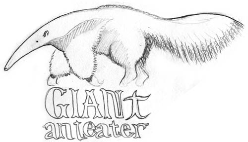 500x288 Cute Anteater Drawing - Anteater Drawing