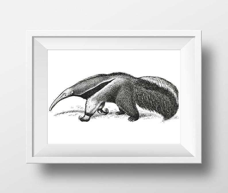 794x672 digital image printable clipart image animal download etsy - Anteater Drawing