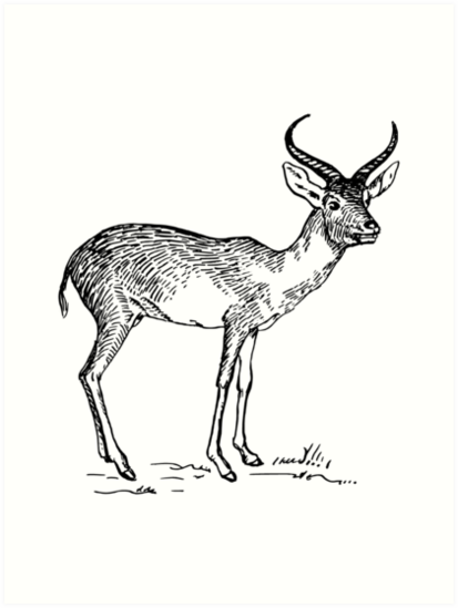 413x549 Antelope Line Drawing Art Prints - Antelope Drawing