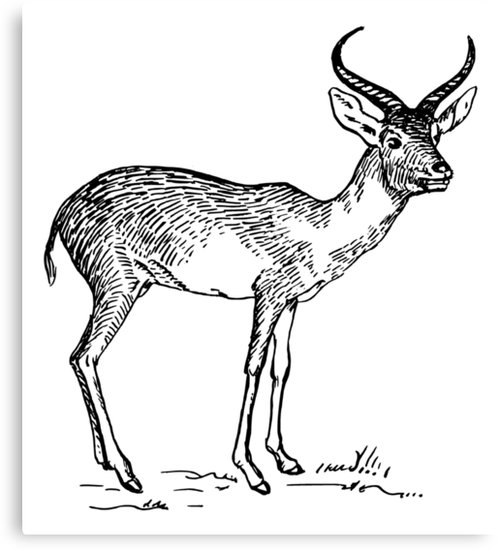 499x550 Antelope Line Drawing Canvas Print - Antelope Drawing