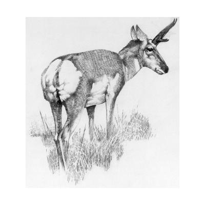 400x400 Drawing Of The Nearly Extinct Sonoran Pronghorn Antelope Giclee - Antelope Drawing