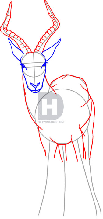 338x720 How To Draw An Antelope, Step - Antelope Drawing