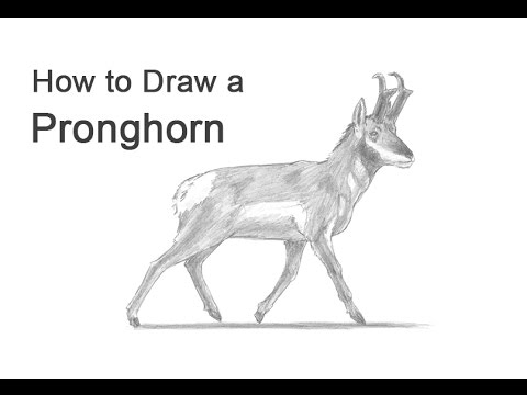 480x360 How To Draw A Pronghorn - Antelope Drawing