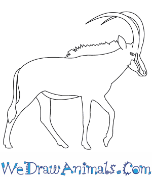 300x350 How To Draw A Sable Antelope - Antelope Drawing