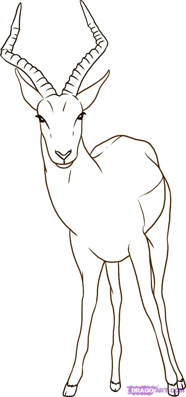 624x1328 How To Draw An Antelope, Step - Antelope Drawing