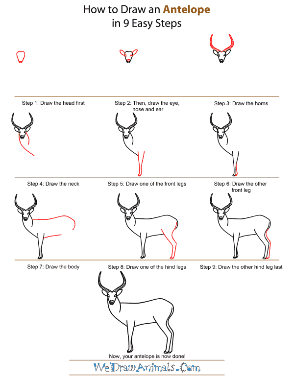 600x776 How To Draw An Antelope - Antelope Drawing