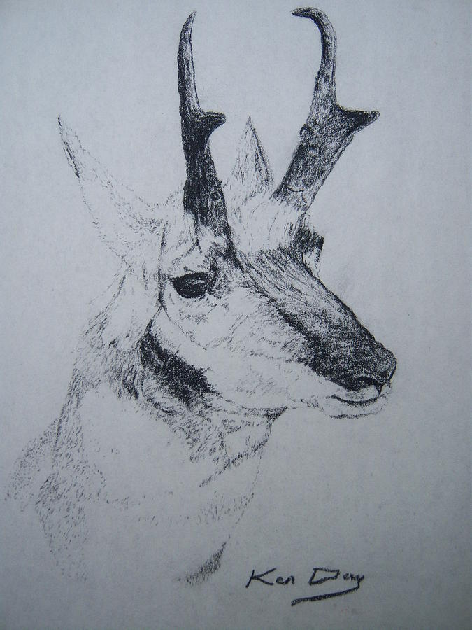 675x900 Pronghorn Antelope Drawing - Antelope Drawing