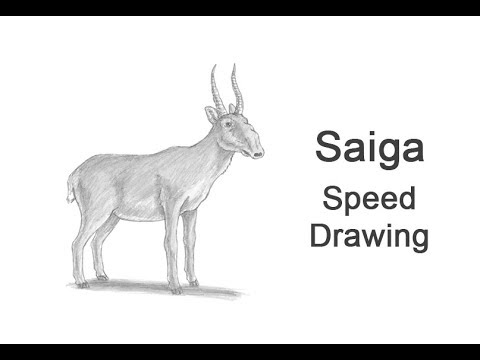 480x360 Saiga Antelope Time Lapse Speed Drawing - Antelope Drawing