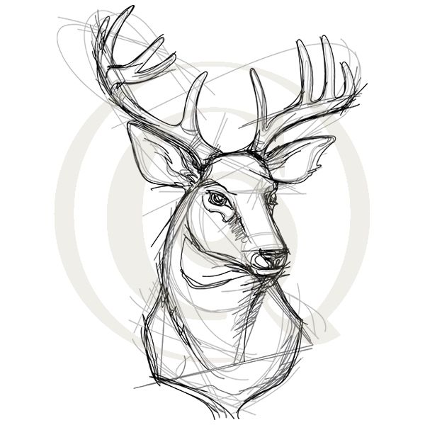 600x600 sketchwork stag svgdxf deer antelope drawing craft genesis - Antelope Drawing