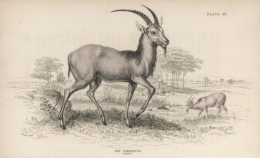 900x547 the takhaitze antelope date drawing - Antelope Drawing