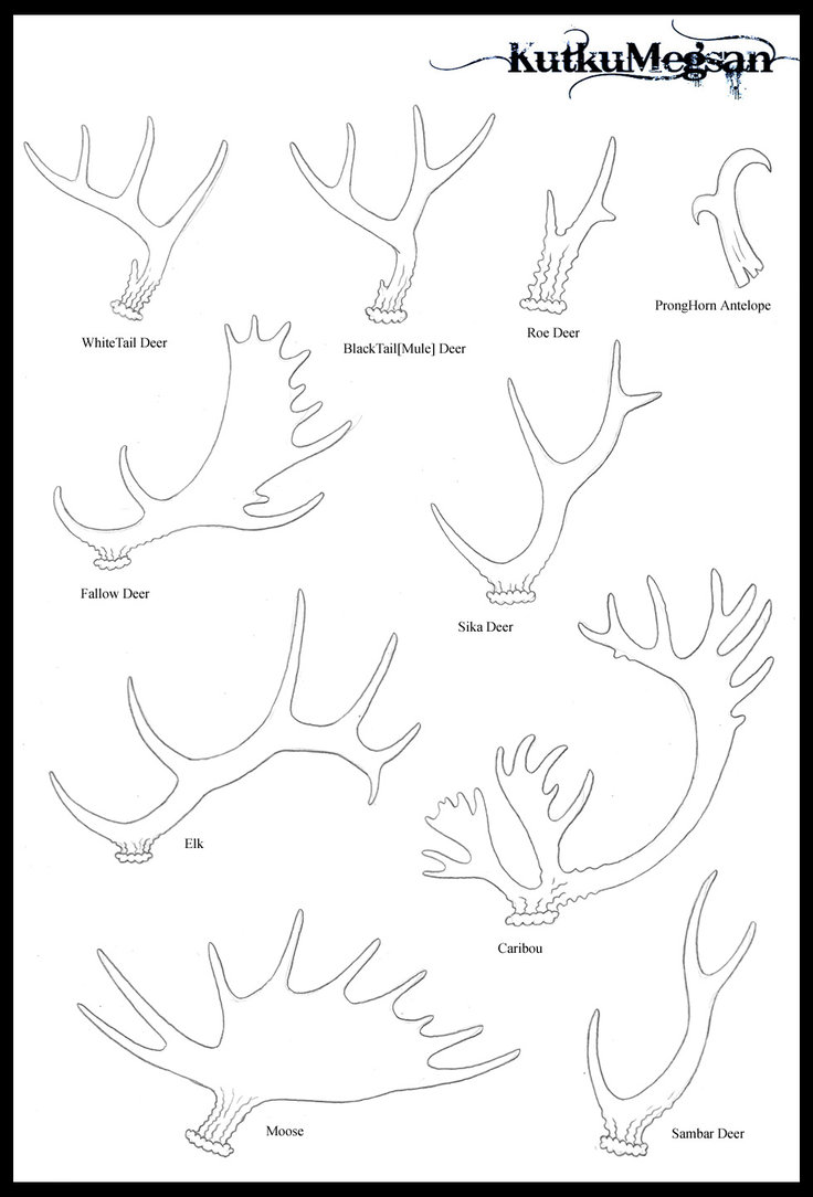 Antlers Drawing At Paintingvalley Com Explore Collection Of