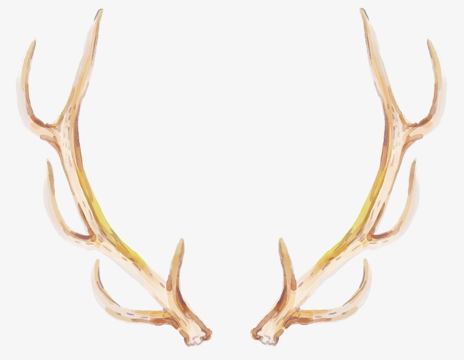 650x505 hand painted antlers, yellowish brown antlers, drawing antlers - Antlers Drawing